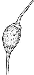 Holodontium strictum, capsule with operculum, dry. Drawn from P. Child s.n., 26 Jan. 1972, CHR 422913.
 Image: R.C. Wagstaff © Landcare Research 2018 CC BY 3.0 NZ